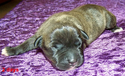 DDDawgs Original Sin